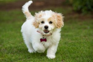 Cavachon Puppies