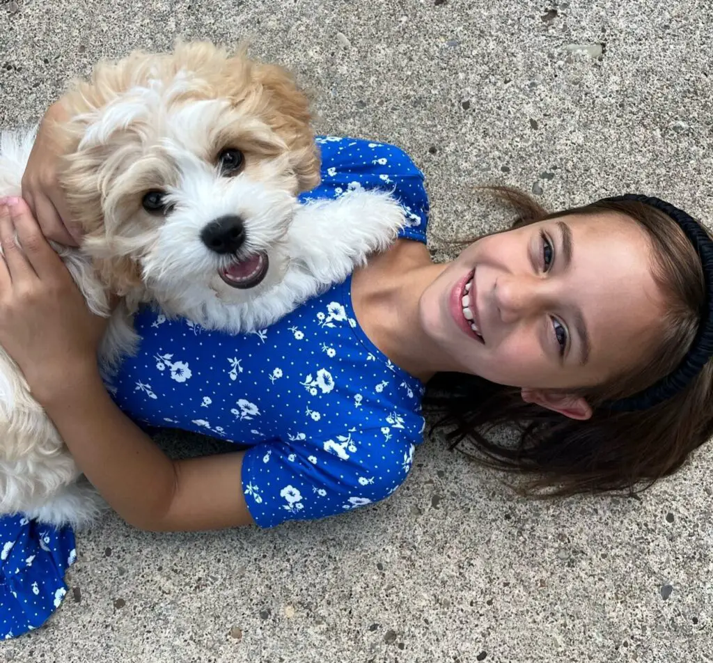 Cavachon Puppies